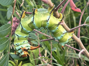 full size caterpillar by Murray Fisher